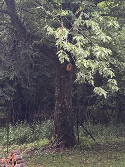Čerešnové drevo - 2