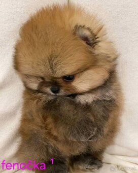 Pomeranian mini - 2