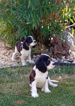 Cavalier, kavalier, cavalier king charles spaniel - 2