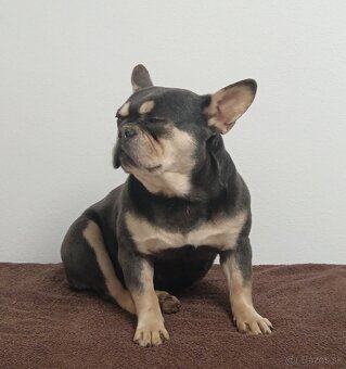 Francúzsky buldoček - 2