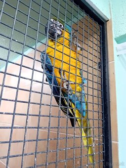 Ara ararauna, Amazoňan modročelý - 2