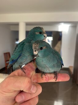 Kakarik Kupim Samičku - 2