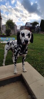 Dalmatin na krytie - 2