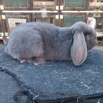 Francúzsky Baran - 2