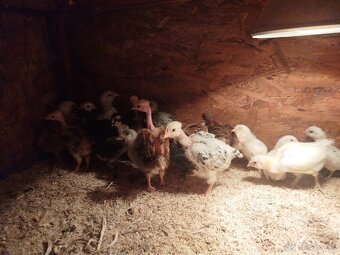 Holokrcky, araucana - 2