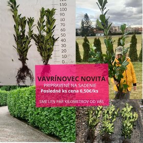 vavrinovec CAUCASICA živý plot,Novita - 2