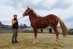 Ťažný kôň na predaj - Flámsky žrebec - 2