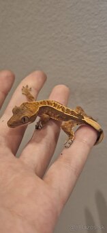 Pagekon riasnatý ( Correlophus ciliatus) - 2