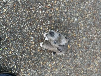 American Bully Standart - 2