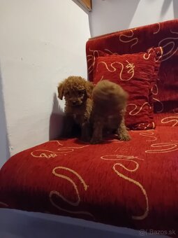 Maltipoo - 2
