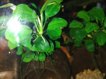 anubias nana - 2