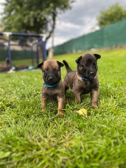 Belgický ovčiak Malinois - 2