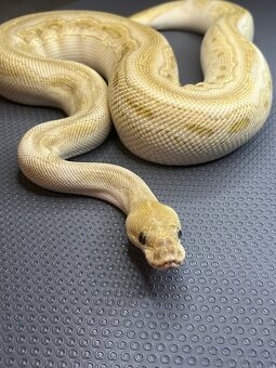 Python regius - 2