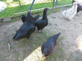 Ayam Cemani - 2