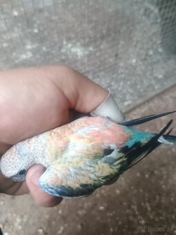 Neoféma Bourkova - 2