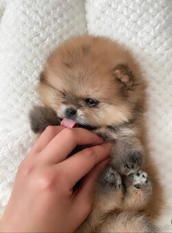 Pomeranian extra mini - 2