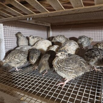 Japonské prepelice - 2