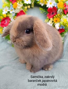 Zakrslý baranček s VP samička japanovitá modrá - 2