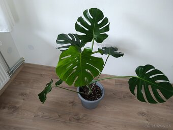 Monstera deliciosa - 2