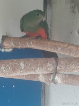 Papagaj kralovsky - 2