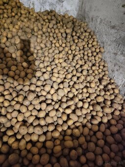 Domáce bio zemiaky na maštaľnom hnoji akcia 0,60€ - 2