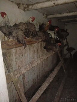 Násadove vajíčka Vlašky striebornej - 2