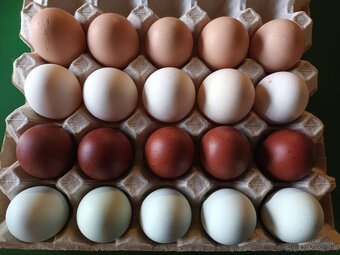 Násadové vajcia - 2