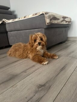 Šteniatko Cavapoo - 2