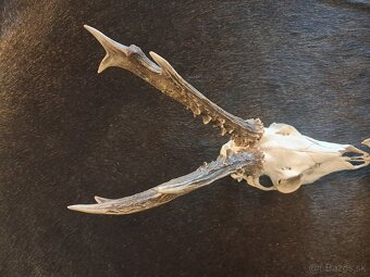 Trofeje srncov,parozie, parohy, trofej - 2