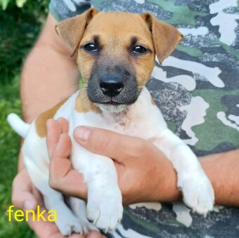 Jack russel terier šteniatka - 2