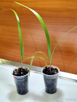 Mrazuvzdorné palmy Trachycarpus Fortunei - sadenice i - 2
