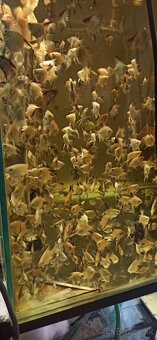 Skalár Bulgarian - 2