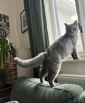 Britská mačka modrá - 2