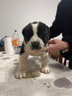 Stredoázijský ovčiak SAO - 2