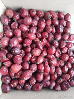 PREDAM šípky tohtoročné sušené - 2