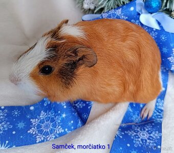 Morča/Morčiatka samček - 2