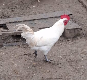 Predám mladých kohútov - 2