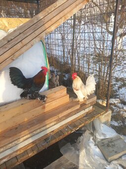 Predám kohúty milflerky ,holandanky - 2