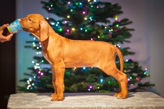 Rhodesian Ridgeback - 2