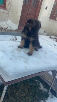 Nemecky ovciak steniatko - 2