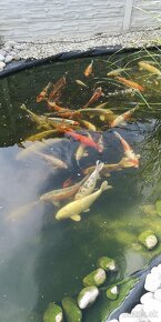 Koi kapor - ✅Koi kapre✅ - 2