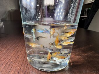 Gupky, molly, krevety - 2