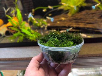 Christmas Moss /Mach - 2