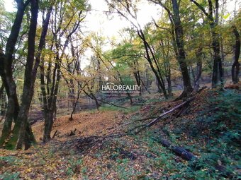 HALO reality - Predaj, pozemok 55017 m2 Hrušov, Les 'C - 2