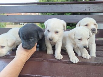 Labradorsky retriever - 2