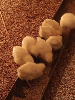 Nosnice Leghorn, sliepky, kury, kuriatka, kurčatá - 2