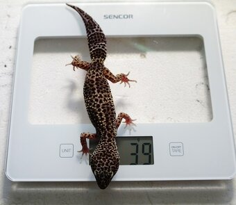 gekoncik nocny - 2