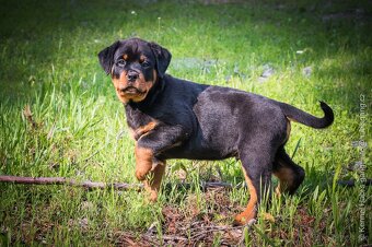 Rotvajler, rottweiler, RTW, s PP - 2