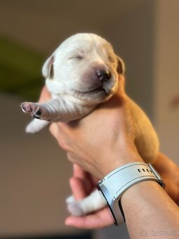 Šteniatka LABRADORA s PP po testovaných rodičoch - 2