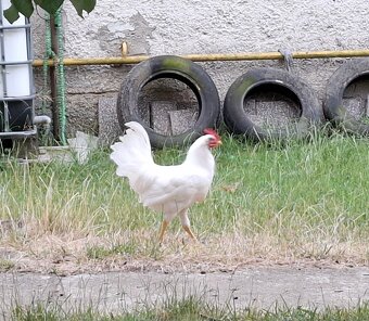 Leghorn kohut - 2